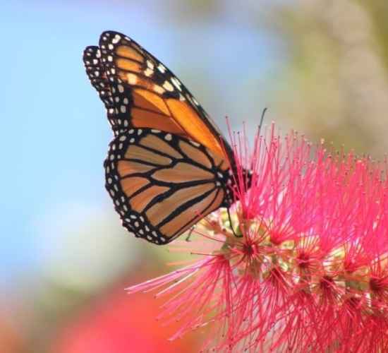 Observação de Borboletas na Madeira