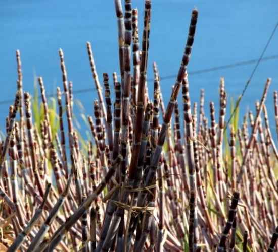 City of Sugar & Rum Tour in Funchal