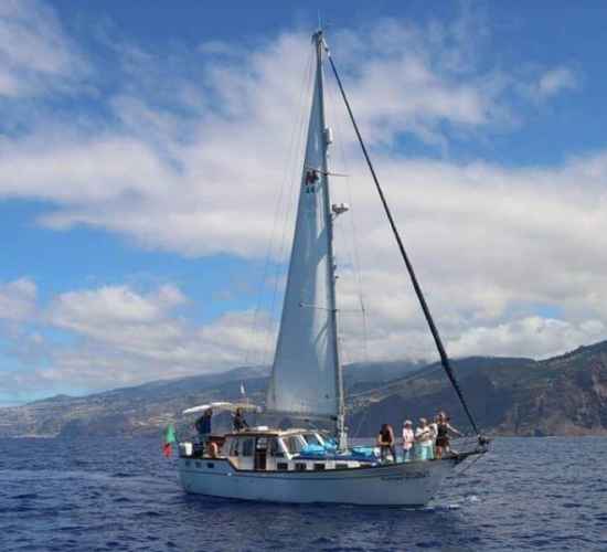 Dolphin and Whale watching on Sailboat in Madeira