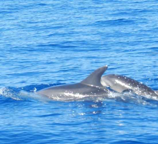 Whales & Dolphins Watching Tour from Calheta